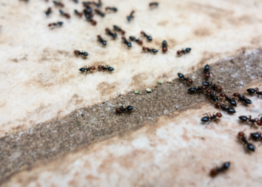 How to Stop Ants in Pavers? A Simple Guide