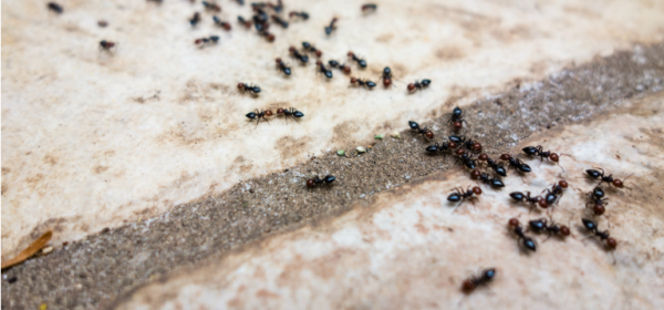 Ants Pavement Image Featured 600x280 
