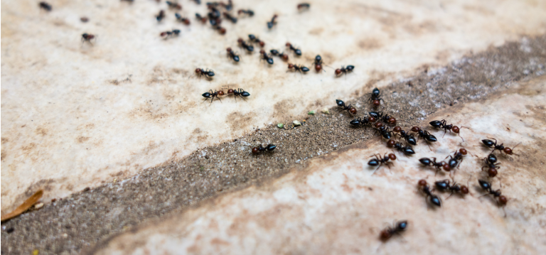 Ants digging up dirt under pavers? Here's what to do! — Gold Coast